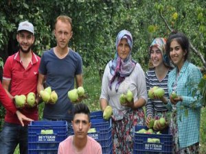 Bursa'da hasat sancılı başladı!