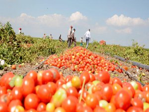 Bursa'da hasat başladı