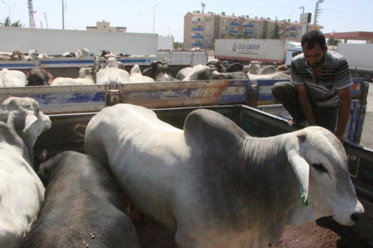 Nusaybin'de 4 gündür aç ve susuz kalan sığırlardan 6’sı telef oldu