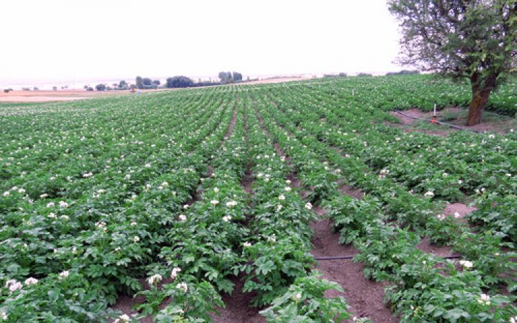 Denizli'de alternatif ürün patateslerin hasadı başladı