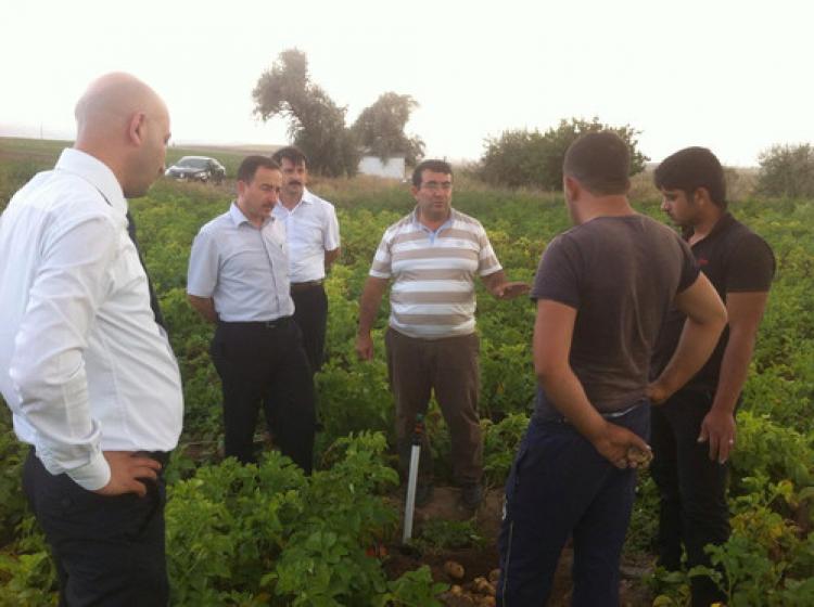 Afyon, patates ve ayçiçeği tohumluk üretiminde merkez oldu