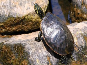 Kaplumbağa yiyen 9 kişi yaşamını yitirdi