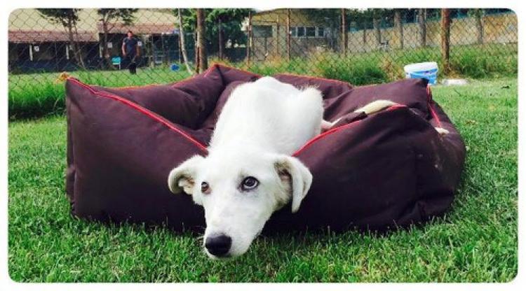 Sakatlanan köpeğe Amerikalı kadın sahip çıktı