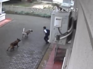 Çocuğa saldıran köpekler sahipli çıktı!