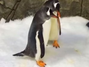 Eşcinsel penguen çift ebeveyn oldu