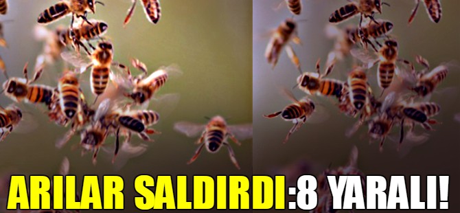 Arılar saldırdı!