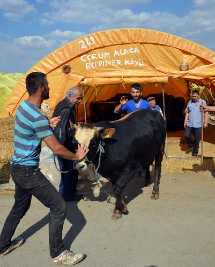 Boğa yakalama timi,  tatbikat yaptı