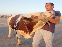 Bir tonluk boğayı alana, keçi ve yavrusu hediye