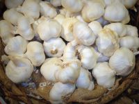 Sarımsakta tehlike çanları