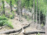 Yüzlerce ladin ve çam artık yok