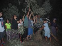 Aydın'da asırlık zeytin ağaçları köklerinden söküldü