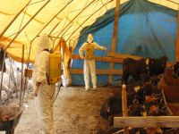 Kurbanlıklara ultrasonlu gebelik testi