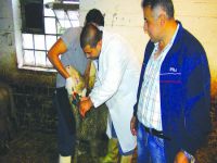 Almanya'da Kurban Bayramı hazırlıkları tamam
