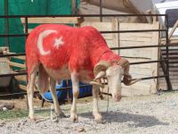 Türk bayraklı koç ilgi odağı oldu