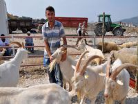 Karacabey'de kurbanlıklara ilgi az
