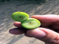 Marmarabirlik: Üretici zeytin güvesinden zarar gördü