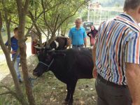Vatandaştan inek kurtarma operasyonu
