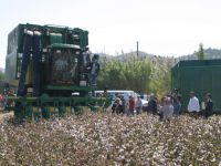 Pamukta elle hasat dönemi sona erdi