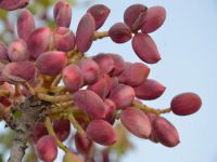 Fıstık üreticisini fiyat endişelendiriyor