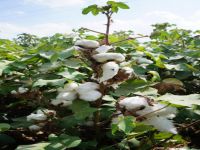 Beyaz altını yağmur vurdu