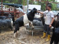 110 kiloluk teke bin 500 liradan satıldı