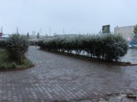 Moğolistan, karla uyandı