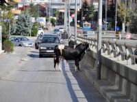 Boğa, önüne gelene saldırdı: 4 yaralı