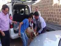 Kimse Yok Mu gönüllüleri, şehit ailesine koç hediye etti