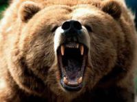 Bursa'da ayılar köye dadandı