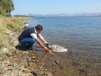 Aliağa'da ölü deniz kaplumbağası bulundu