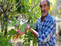 İncirde dünya liderliği tehlikede