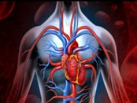 Kalp ve damar sağlığı için dikkat