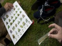 Parklara esrar ekiyorlar