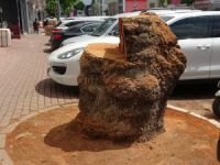 Bursa'da asırlık ağacı kestiler
