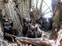 Bursa'da kediler ağaçta mahsur kaldı