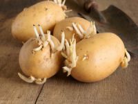 Filizlenen patatesin zararları