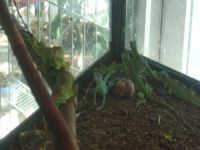 Bursa'da yavru iguana heyecanı