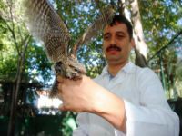 Yaralı Çobanaldatan kuşu tedavi altına alındı