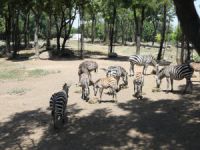 Bursa'da yavru zebra sevinci