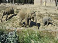 Bir yılda 300 kilo aldı