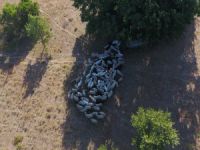 Bursa'da kayıp hayvanlar drone’la bulundu