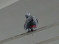 Havalimanında papağan yakalama operasyonu