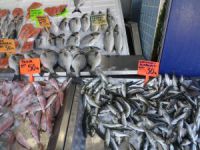 Mudanya’da balık fiyatları cep yakıyor