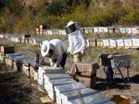 Sıcak rüzgarlar bal üretimini vurdu