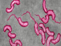 Sudan’da kolera salgını
