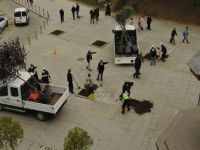 Mitingi için sökülen ağaçlar tekrar dikildi