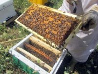 Bal arıları tehdit altında