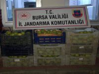 Bursa'da hırsızlık