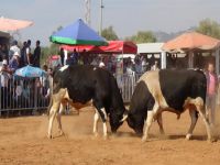 Boğalar arenada tozu dumana kattı