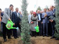 Yanan ormana fidan dikimine başlandı